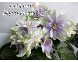 ВВ-Пан Мусовский 25